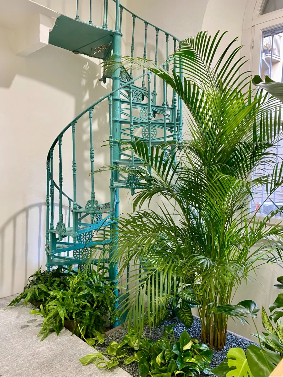 allestimento verde piante interno