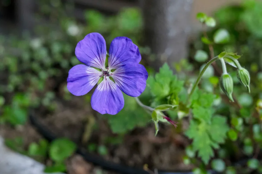 Geranium
