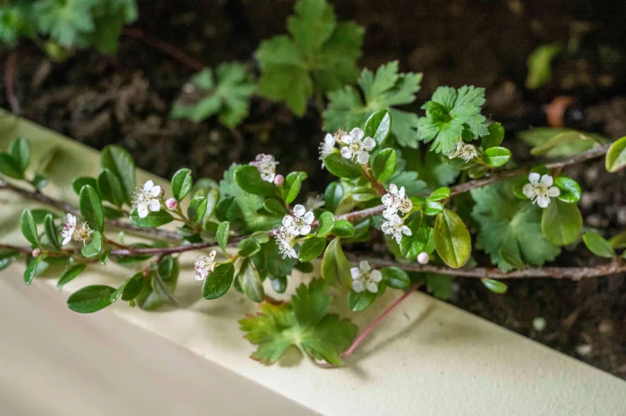 Cotoneaster