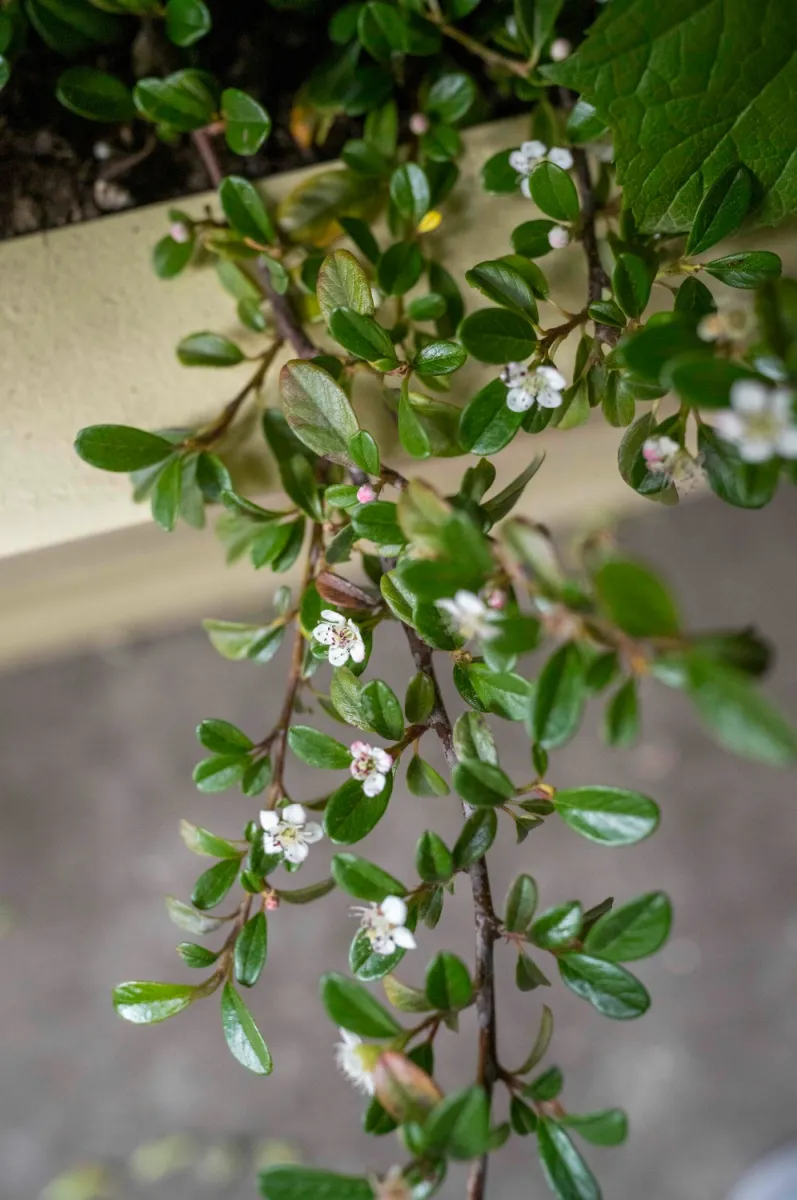 Cotoneaster