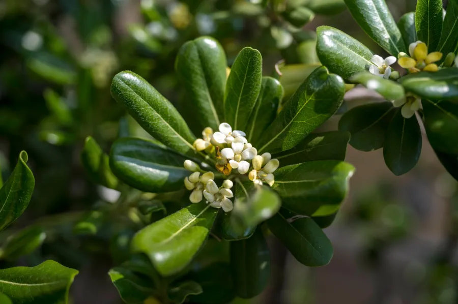 Pittosporum
