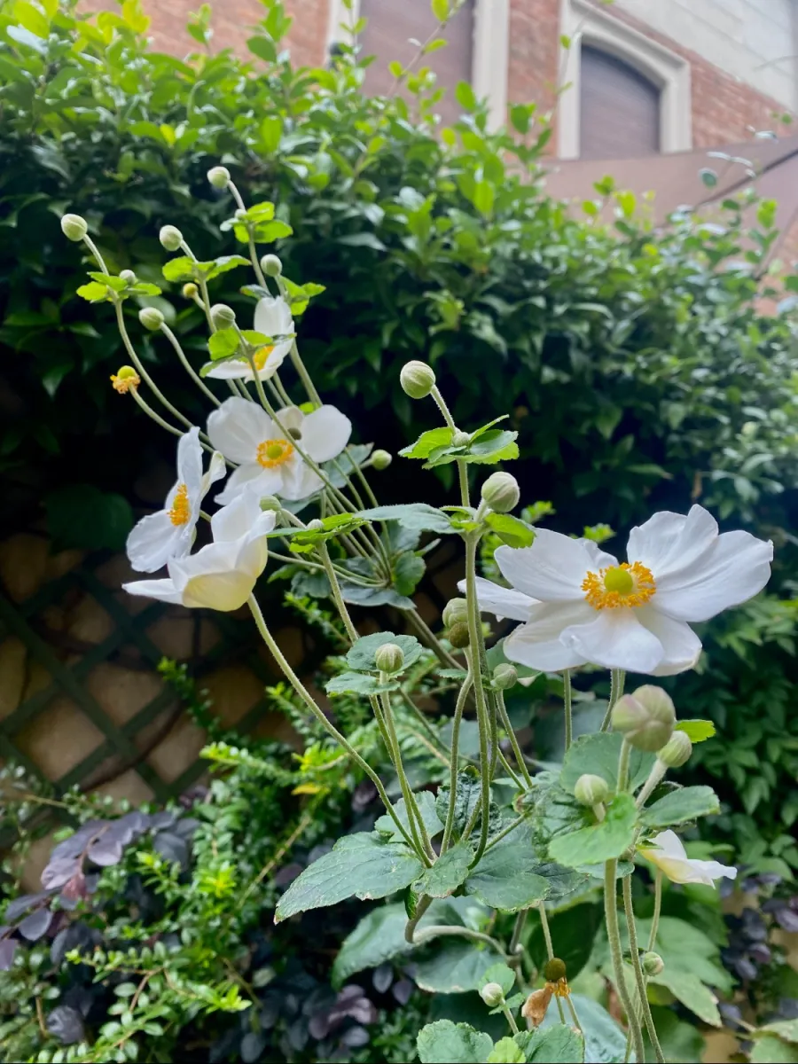 Anemone