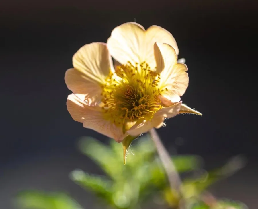 Geum