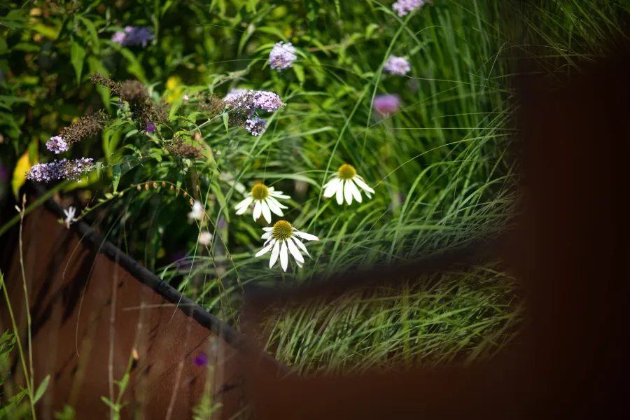 Echinacea e buddleja in rotonda stradale